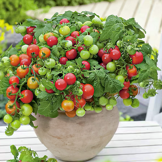 Dwarf Tomatoes Seeds | š
Flat 50% Savingš