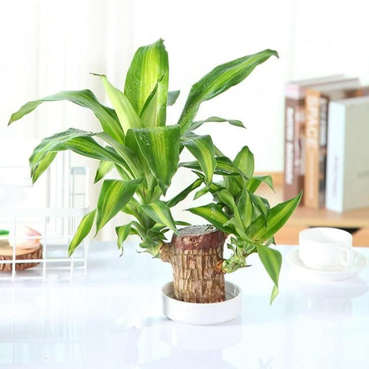 Big Size Lucky Brazil Wood Plant |š„FLAT 50% OFF SALEš„