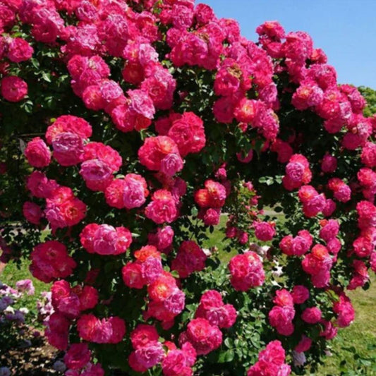 Elegant Climbing Rose Flower Seeds | š„Hybrid & Imported Qualityš„