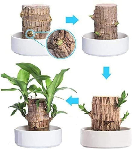 Big Size Lucky Brazil Wood Plant |š„Buy 1 Get 1 Freeš„