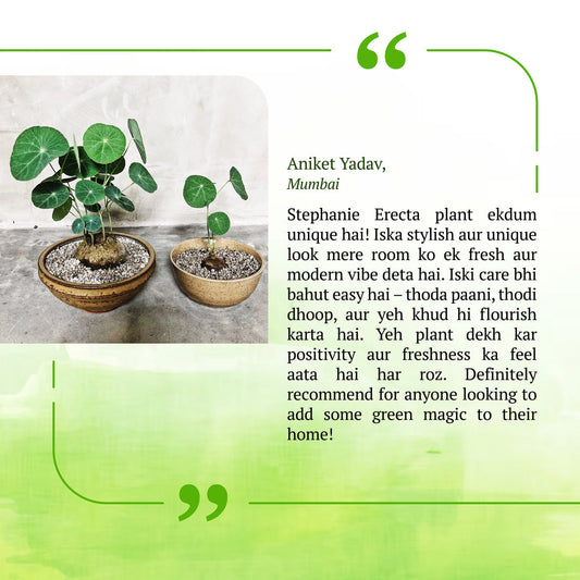 Stephania Erecta Plant | š„FLAT 50% OFF SALEš„