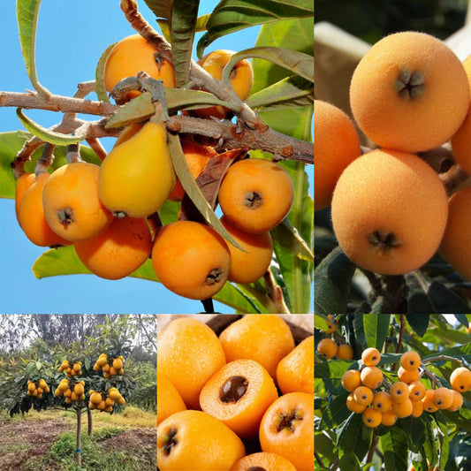 Five-star Loquat Seeds|šFlat 50% Savingš
